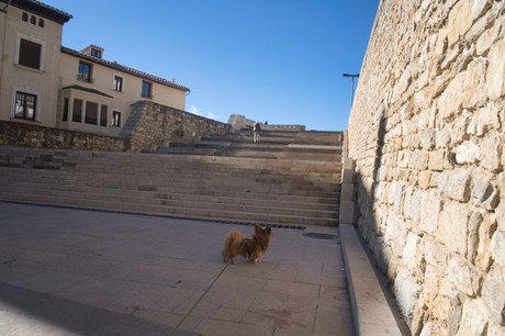 Morella