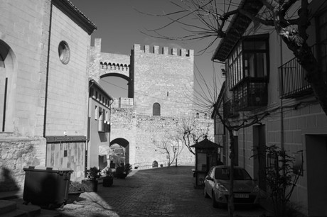 Morella
